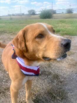 Rescue Yellow Labrador Retriever and Labrador Retriever Dogs for Adoption - Aspen | PetCurious