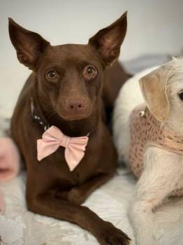 CHOCOLATE - happy girl -  Chihuahua and Toy Manchester Terrier Dog for Adoption - CHOCOLATE - Happy Girl | PetCurious