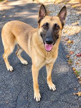 April -  Belgian Shepherd Malinois and German Shepherd Dog Dog for Adoption in Pelzer, South Carolina - April | PetCurious