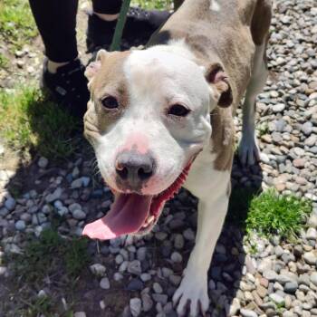 Mixed Breed Dogs Available for Adoption in Midland, Michigan - Toad | PetCurious