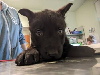 SASHA VELOR* -  German Shepherd Dog and Siberian Husky Dog for Adoption in Santa Cruz, California - SASHA VELOR* | PetCurious