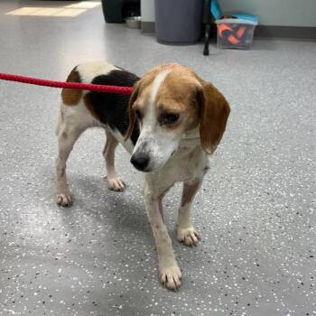 Myrtle -  Beagle Dog for Adoption in Bardstown, Kentucky - Myrtle | PetCurious