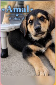 Rottweiler and Great Pyrenees Dogs Available for Adoption in Midway, Utah - Amal | PetCurious