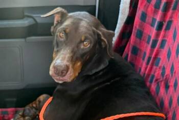 PENNY -  Doberman Pinscher Dog for Adoption in Tustin, California - PENNY | PetCurious