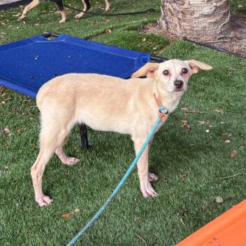 Manon -  Hound and Mixed Breed Dog for Adoption in Port Richey, Florida - Manon | PetCurious