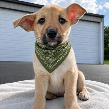 Shepherd and Labrador Retriever Dogs Available for Adoption in La Grange, Kentucky - Almond | PetCurious