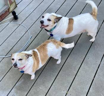 Rescue Jack Russell Terrier and Chihuahua Dogs for Adoption in Kirkland, Washington - Buddy & Holly - The Cutest Duo! | PetCurious