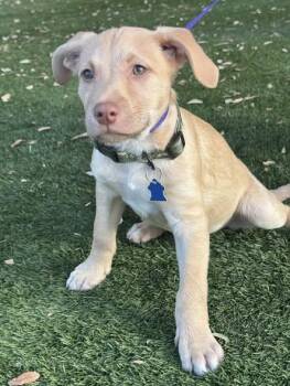 Labrador Retriever Dogs Available for Adoption in San Tan Valley, Arizona - Jax | PetCurious