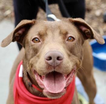 American Bulldog Dogs Available for Adoption in Charlottesville, Virginia - Zelda Living With A Trainer Speak To Him About Our Sweet Girl! | PetCurious