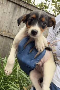 Australia -  Australian Shepherd Dog for Adoption in Bull Valley, Illinois - Australia | PetCurious