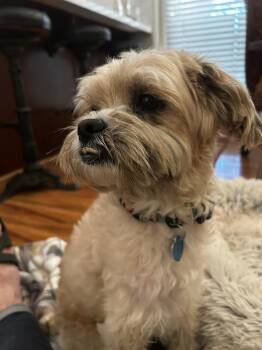 Shih Tzu Dogs Available for Adoption - Finn | PetCurious
