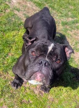 ROSE -  American Bulldog and Pit Bull Terrier Dog for Adoption in Akron, Ohio - ROSE | PetCurious