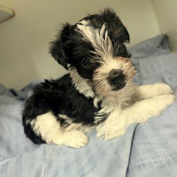 Paprika -  Shih Tzu Dog for Adoption in Newark, New Jersey - Paprika | PetCurious