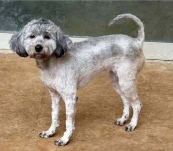 Poodle Dogs Available for Adoption in Houston, Texas - BILLIE JEAN | PetCurious