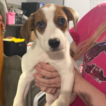 Butterscotch -  Beagle and Mixed Breed Dog for Adoption in Wappingers Falls, New York - Butterscotch | PetCurious