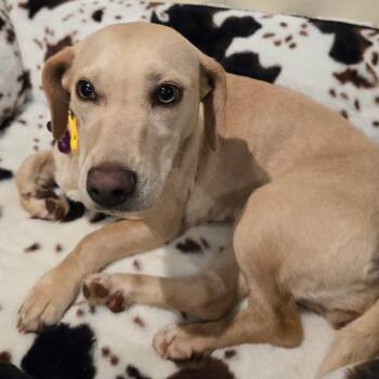 Dachshund and Labrador Retriever Dogs Available for Adoption - Penny Pie | PetCurious