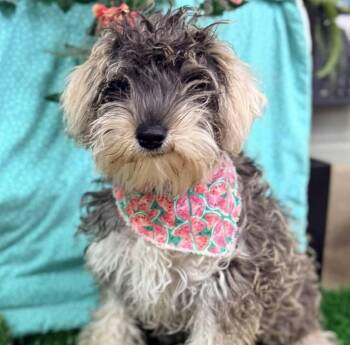 Rescue Schnauzer and Mixed Breed Dogs for Adoption in Lemoore, California - Izzy | PetCurious