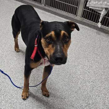 Joe -  American Staffordshire Terrier Dog for Adoption in Grand Rapids, Michigan - Joe | PetCurious