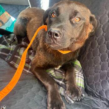 Brownie -  Mixed Breed Dog for Adoption in Edmonton, Alberta - Brownie | PetCurious