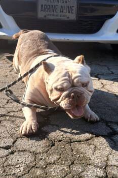 Betty -  English Bulldog Dog for Adoption in North Miami Beach, Florida - Betty | PetCurious