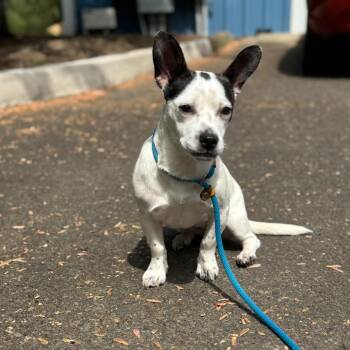 Flower -  Chihuahua and Mixed Breed Dog for Adoption in Newberg, Oregon - Flower | PetCurious