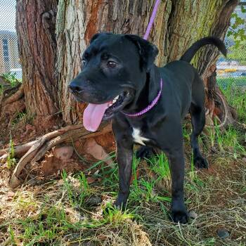 Shadow -  Pit Bull Terrier Dog for Adoption in Jersey City, New Jersey - Shadow | PetCurious