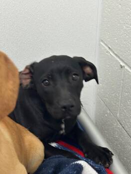 Harley -  Mixed Breed Dog for Adoption in Lake City, Arkansas - Harley | PetCurious