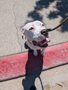 Rescue Pit Bull Terrier Dogs for Adoption in Tracy, California - Mimi (Owner Assist) | PetCurious