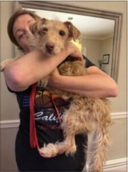 Dixie -  Dachshund and Yorkshire Terrier Dog for Adoption in Norfolk, Virginia - Dixie | PetCurious