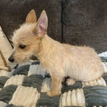Terrier Dogs Available for Adoption - Annie | PetCurious
