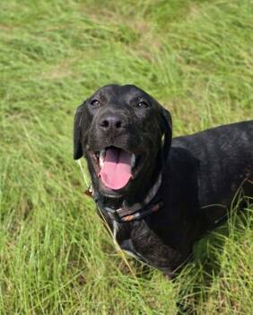 Dirks / River -  Labrador Retriever and Mixed Breed Dog for Adoption in Broomfield, Colorado - Dirks / River | PetCurious