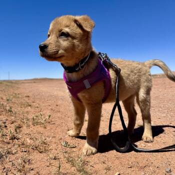 Shepherd Dogs Available for Adoption in Tuba City, Arizona - Sam | PetCurious