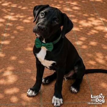 Retriever and Labrador Retriever Dogs Available for Adoption in Washington, District Of Columbia - Lil Paco | PetCurious