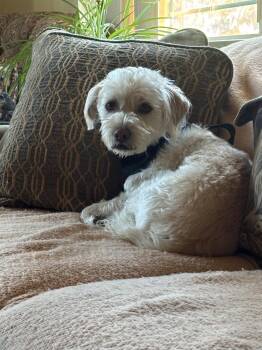 Sonny -  Schnauzer and Poodle Dog for Adoption in Eugene, Oregon - Sonny | PetCurious