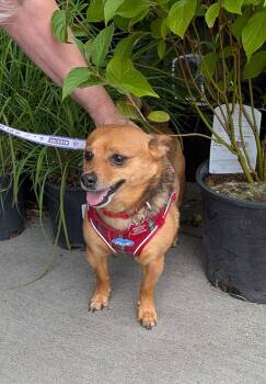 Lulo -  Chihuahua and Dachshund Dog for Adoption in Covington, Washington - Lulo | PetCurious