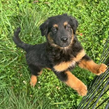 Jolene -  Mixed Breed Dog for Adoption in Indianapolis, Indiana - Jolene | PetCurious