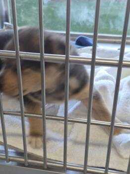 Labrador Retriever Dogs Available for Adoption in Lawrenceville, Georgia - Pen 236 | PetCurious