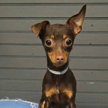 FOSTER NEEDED - Zoi -  Chihuahua Dog for Adoption - FOSTER NEEDED - Zoi | PetCurious