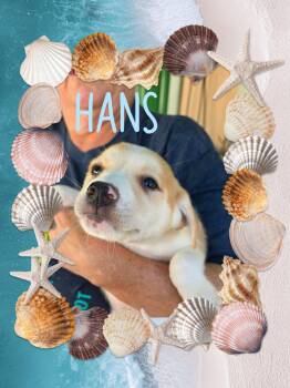 Hans -  Chihuahua Dog for Adoption in Eugene, Oregon - Hans | PetCurious