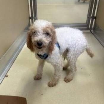 Miniature Poodle Dogs Available for Adoption in Phoenixville, Pennsylvania - Kayla | PetCurious