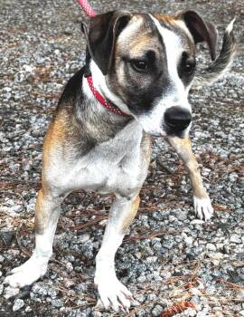 Chase, precious little 25lb dollbaby -  Beagle Dog for Adoption in Charlottesville, Virginia - Chase, Precious Little 25lb Dollbaby | PetCurious
