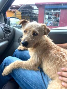 Terrier and Poodle Dogs Available for Adoption in San Diego, California - Tyson | PetCurious