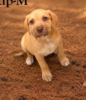 Labrador Retriever and Mixed Breed Dogs Available for Adoption in Albertville, Alabama - Kip | PetCurious