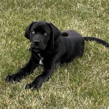 Great Dane and Black Labrador Retriever Dogs Available for Adoption in Shakopee, Minnesota - Clyde | PetCurious