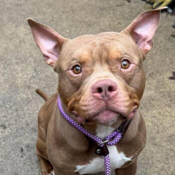 Pit Bull Terrier Dogs Available for Adoption in Chicago, Illinois - Puck ~ Coming Soon!!! | PetCurious
