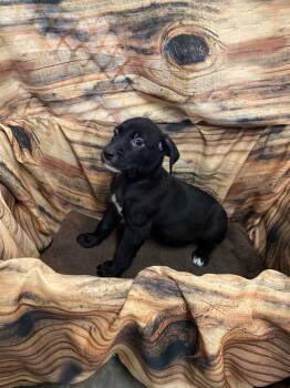 Shadow -  Mixed Breed Dog for Adoption in Minot, North Dakota - Shadow | PetCurious