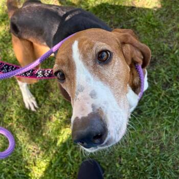 Georgia -  Mixed Breed Dog for Adoption in Wantagh, New York - Georgia | PetCurious