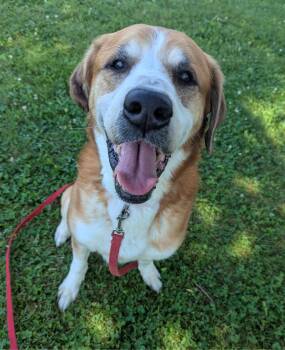 Artie -  Saint Bernard and Hound Dog for Adoption in Valparaiso, Indiana - Artie | PetCurious