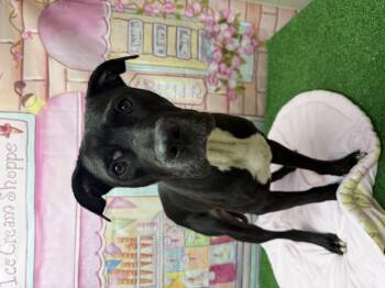 Julia -  Pit Bull Terrier Dog for Adoption in Statesboro, Georgia - Julia | PetCurious