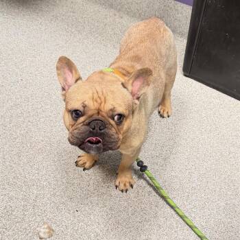 Stitch -  French Bulldog Dog for Adoption in Englewood, Florida - Stitch | PetCurious